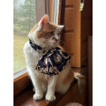 Харизматичный чеширский кот ищет дом