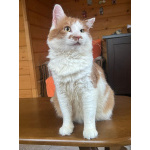 Харизматичный чеширский кот ищет дом