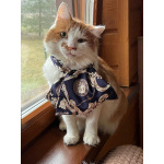 Харизматичный чеширский кот ищет дом