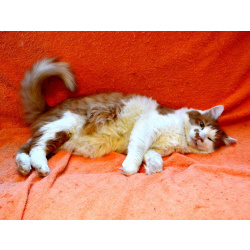 Харизматичный чеширский кот ищет дом