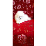 Красивые белые щенки померанский шпиц с доставкой