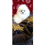 Красивые белые щенки померанский шпиц с доставкой