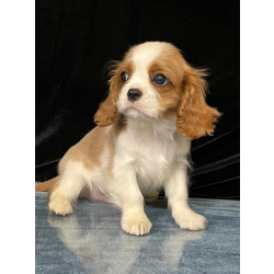 Кавалер кинг Чарльз спаниель мальчик бленхейм