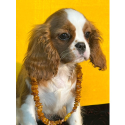 Кавалер кинг Чарльз спаниель девочка бленхейм