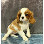 Кавалер кинг Чарльз спаниель девочка