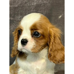 Кавалер кинг Чарльз спаниель девочка