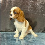 Кавалер кинг Чарльз спаниель девочка