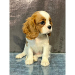 Кавалер кинг Чарльз спаниель девочка