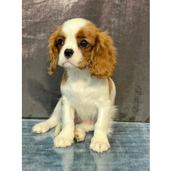 Кавалер кинг Чарльз спаниель девочка