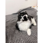 Скромный котик Гарри ищет семью!