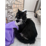 Скромный котик Гарри ищет семью!