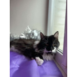 Скромный котик Гарри ищет семью!