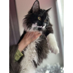 Скромный котик Гарри ищет семью!