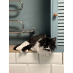 Скромный котик Гарри ищет семью!