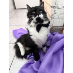 Скромный котик Гарри ищет семью!