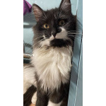 Скромный котик Гарри ищет семью!