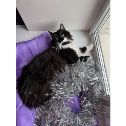 Скромный котик Гарри ищет семью!