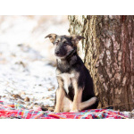 Весёлая девочка Золушка в самые добрые руки!