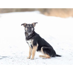 Весёлая девочка Золушка в самые добрые руки!