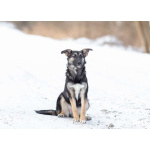 Весёлая девочка Золушка в самые добрые руки!