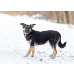 Весёлая девочка Золушка в самые добрые руки!