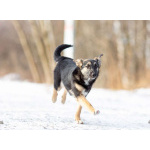 Весёлая девочка Золушка в самые добрые руки!