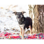 Весёлая девочка Золушка в самые добрые руки!