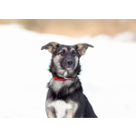 Весёлая девочка Золушка в самые добрые руки!