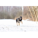 Весёлая девочка Золушка в самые добрые руки!