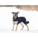 Весёлая девочка Золушка в самые добрые руки!