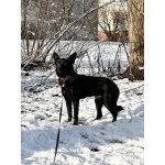 Миниатюрная, робкая девочка Мила в добрые руки!