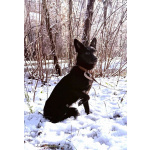 Миниатюрная, робкая девочка Мила в добрые руки!