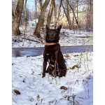 Миниатюрная, робкая девочка Мила в добрые руки!