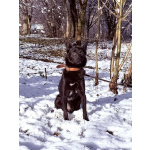 Миниатюрная, робкая девочка Мила в добрые руки!