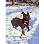 Миниатюрная, робкая девочка Мила в добрые руки!