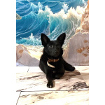 Миниатюрная, робкая девочка Мила в добрые руки!