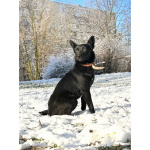 Миниатюрная, робкая девочка Мила в добрые руки!