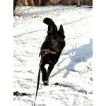 Миниатюрная, робкая девочка Мила в добрые руки!