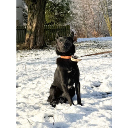 Миниатюрная, робкая девочка Мила в добрые руки!