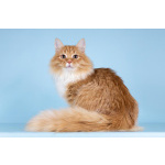 Для рыжего лапочки по имени Пушкин ищем самые добрые руки.