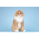 Для рыжего лапочки по имени Пушкин ищем самые добрые руки.