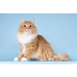 Для рыжего лапочки по имени Пушкин ищем самые добрые руки.