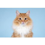 Для рыжего лапочки по имени Пушкин ищем самые добрые руки.