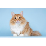 Для рыжего лапочки по имени Пушкин ищем самые добрые руки.