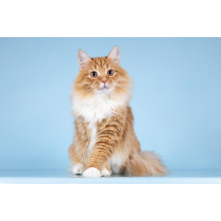 Для рыжего лапочки по имени Пушкин ищем самые добрые руки.