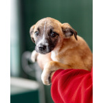 Комочек ласки и нежности Лизи ищет дом.