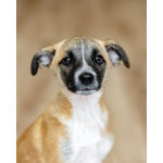 Комочек ласки и нежности Лизи ищет дом.