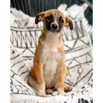 Комочек ласки и нежности Лизи ищет дом.