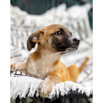 Комочек ласки и нежности Лизи ищет дом.