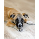 Комочек ласки и нежности Лизи ищет дом.